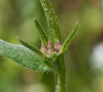 Corn gromwell